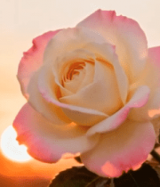 夕阳下特写粉色玫瑰花1954#横屏 