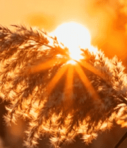 夕阳下摇曳的芦苇(3)13588#横屏 