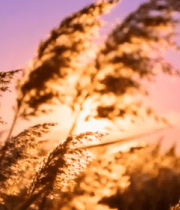 夕阳下摇曳的芦苇(1)8840#横屏 