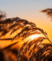 夕阳下随风摇曳的芦苇(4)8852#横屏 