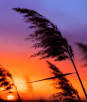 夕阳下随风摇曳的芦苇(3)8305#横屏 