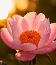 夕阳下盛开的粉色牡丹花(1)14362#横屏 