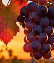 夕阳下葡萄藤上的紫葡萄5735#横屏 