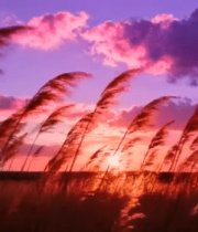 夕阳下随风摇曳的芦苇(1)2131#横屏 