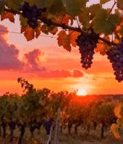 夕阳下葡萄园葡萄特写8502#横屏 