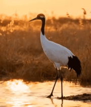 夕阳下湿地丹顶鹤站立画面11728#横屏 