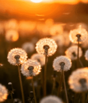 夕阳下蒲公英草地素材14763#横屏 