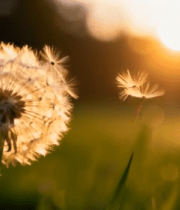 夕阳下蒲公英特写素材13757#横屏 