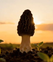 夕阳下生长的羊肚菌14633#横屏 