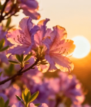 夕阳下盛开的紫色花朵10529#横屏 