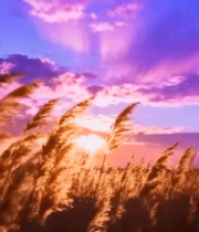 夕阳下随风摇曳的芦苇(5)13344#横屏 