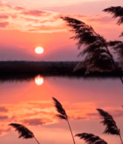 夕阳下湖边摇曳的芦苇6314#横屏 