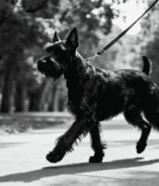 公园内牵绳行走的黑色小狗14821#横屏 