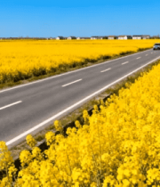 公路旁油菜花田景观13603#横屏 