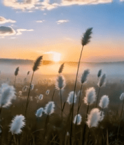 夕阳下芦苇自然风光1640#横屏 