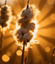 夕阳下芦苇特写自然风光4735#横屏 