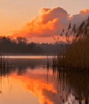 夕阳下湖畔芦苇自然景观7029#横屏 