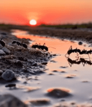 夕阳下蚂蚁在水洼边活动1536#横屏 