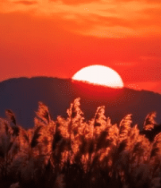 夕阳下芦苇与远山景色13337#横屏 