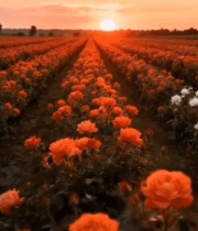 夕阳下玫瑰田园全景12820#横屏 