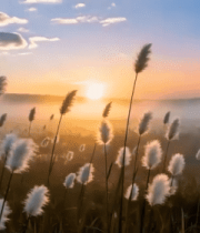 夕阳下芦苇自然风光1640#横屏 