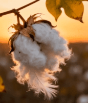 夕阳下棉花特写素材7138#横屏 