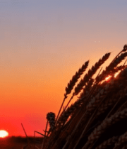 夕阳下麦田麦穗特写素材10977#横屏 