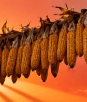 夕阳下晾晒的金黄玉米8792#横屏 