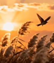 夕阳下芦苇丛中飞鸟景象11487#横屏 