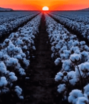 夕阳下的棉花田全景2972#横屏 