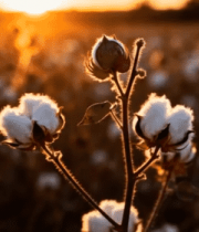 夕阳下的棉花田特写()12129#横屏 