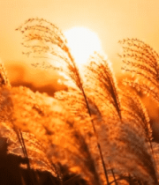 夕阳下的芦苇荡自然景观15018#横屏 