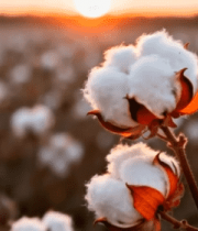夕阳下的棉花田特写5507#横屏 