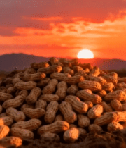 夕阳下的花生堆9786#横屏 