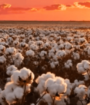 夕阳下的棉花田全景(1)6848#横屏 
