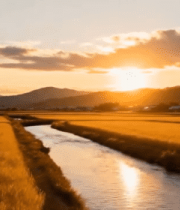 夕阳下稻田与溪流风景13690#横屏 