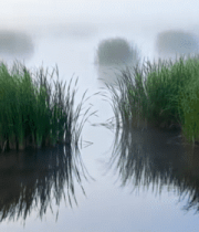 雾中湿地水草水面景象7933#横屏 