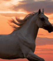 夕阳下奔跑的白马384#横屏 