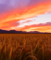 夕阳下的稻田风光7656#横屏 