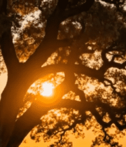 夕阳下大树剪影自然风光素材7931#横屏 