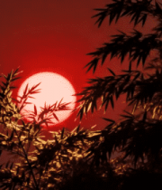 夕阳下的竹子剪影(1)10010#横屏 