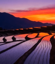 夕阳下的梯田与水稻景观13339#横屏 