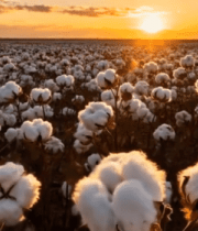 夕阳下的棉花田风光9302#横屏 