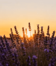 夕阳下的薰衣草田11352#横屏 