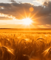 夕阳下的金色麦田景观14662#横屏 