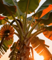 夕阳下的香蕉树与香蕉8366#横屏 