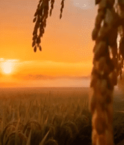 夕阳下稻田稻穗特写3607#横屏 