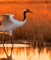 夕阳下丹顶鹤于湿地展翅309#横屏 