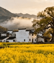 婺源油菜花田徽派建筑风景7238#横屏 