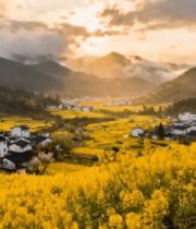 婺源油菜花梯田乡村风光5077#横屏 